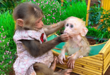 Bibi the Monkey Net Worth