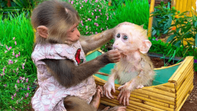 Bibi the Monkey Net Worth