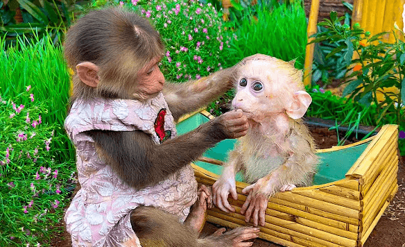 Bibi the Monkey Net Worth