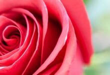 lovestruck jitters in music